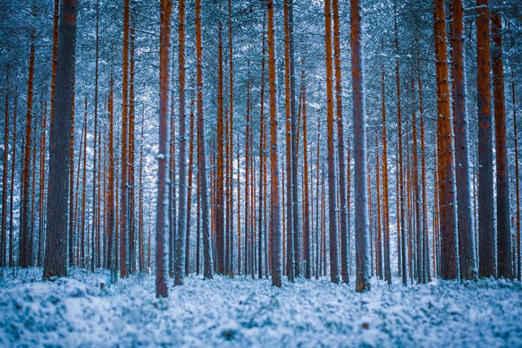 Forest in Finland - using waste from wood and timber as a resource.