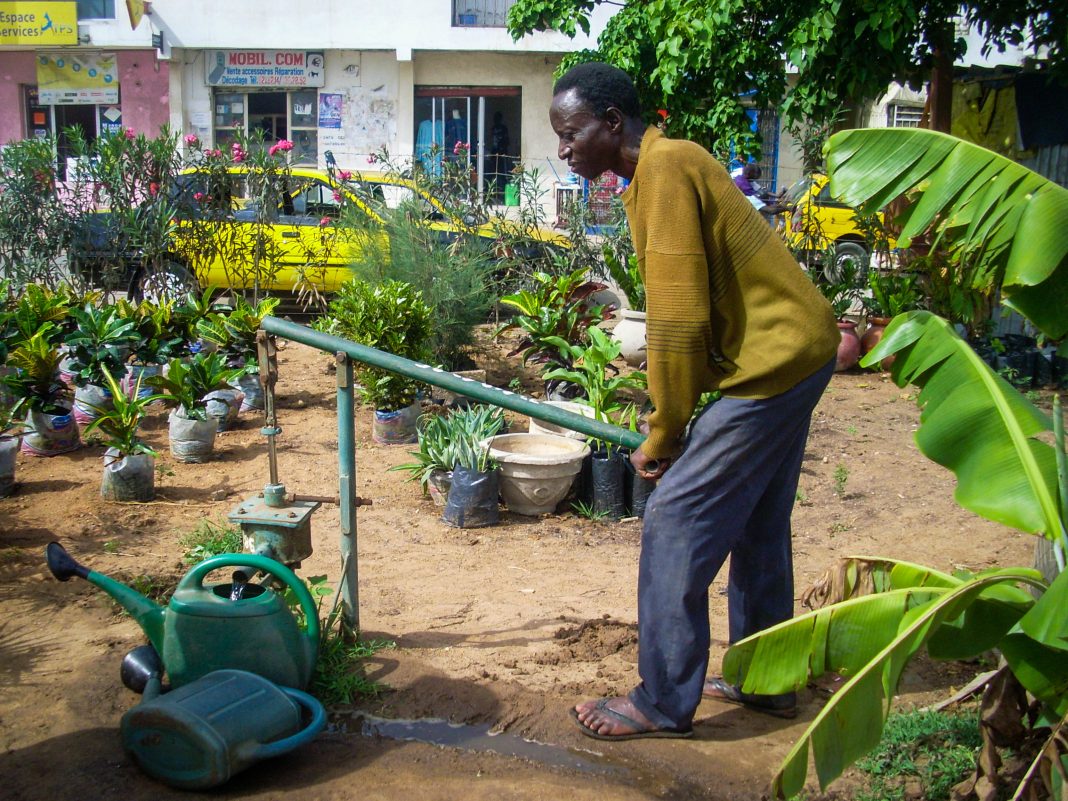 Micro-gardens in Dakar