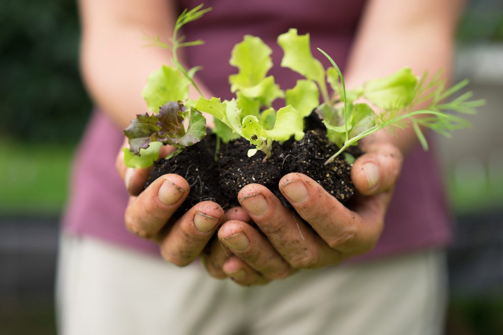 Community supported agriculture Jaklhof - CityChangers.org